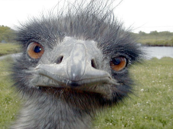 Angry Emu